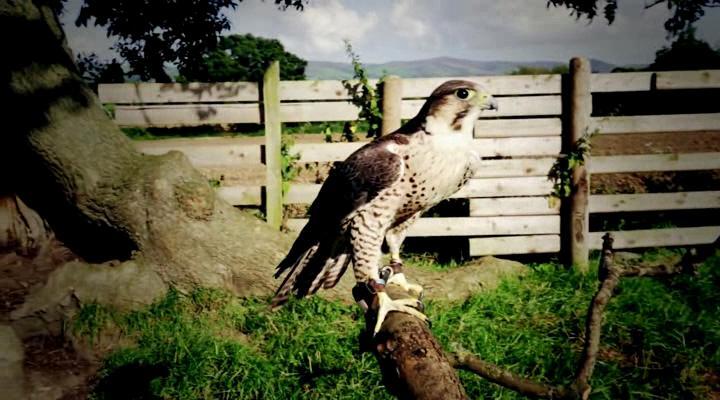 скачать клип Solarstone with Giuseppe Ottaviani - Falcons